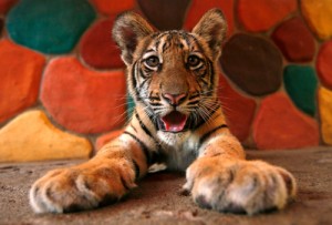 A Bengal Tiger cub is seen at a zoo in Puerto Vallarta